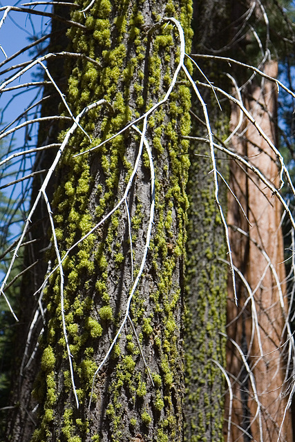 Twigs and Moss