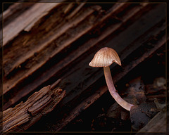 Tiny Mushroom Against Rotting Log