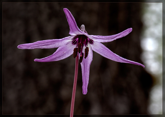 Henderson's Fawn Lily in Full Bloom