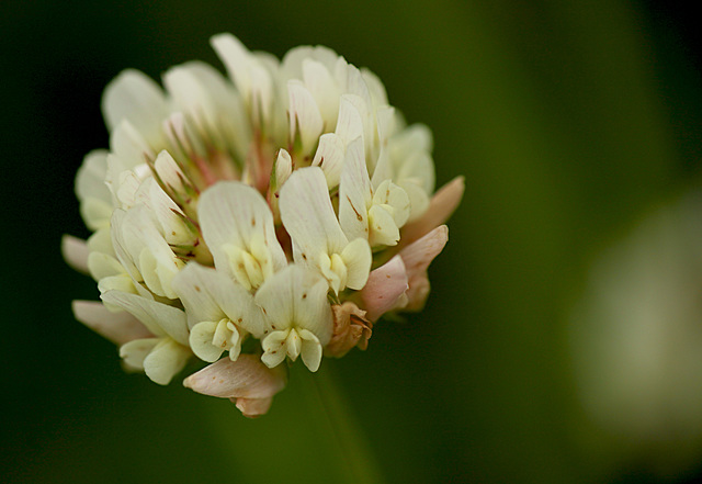 White Clover