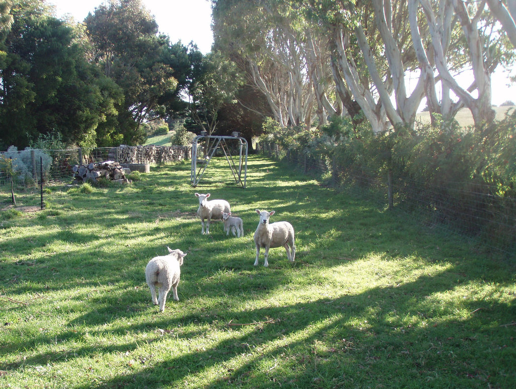 sheep paddock