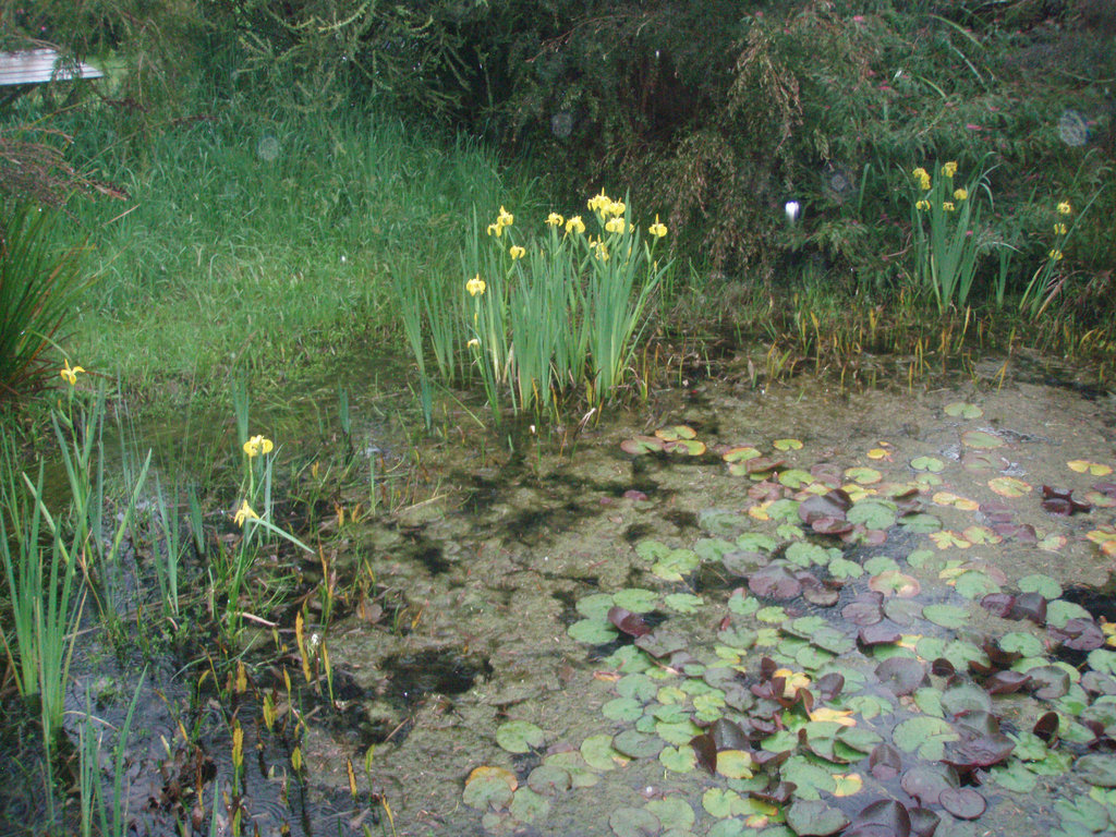 irises in the big pond