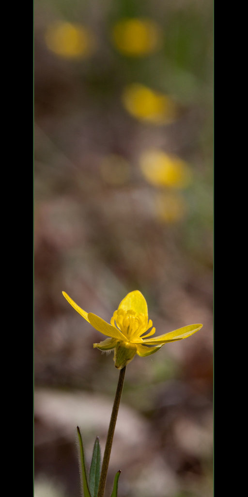 Bright and Beautiful Buttercup on a Freezing Cold, Dreary Day! [Explore]