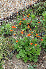 Geum coccineum (2)