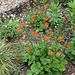 Geum coccineum (2)