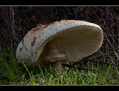 Ginormous, Humongus Mushroom Monster! [Explore]