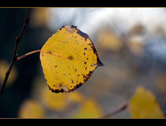 Golden Leaf