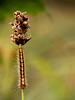 Oak Eggar Caterpillar