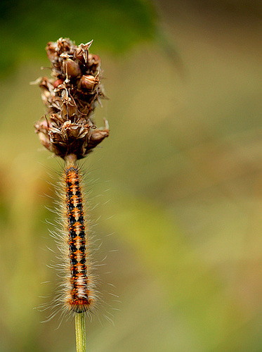 Oak Eggar Caterpillar