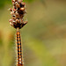 Oak Eggar Caterpillar