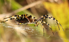 Big Momma @ South Saxon Wetland