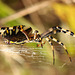 Big Momma @ South Saxon Wetland