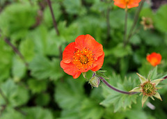 Geum coccineum