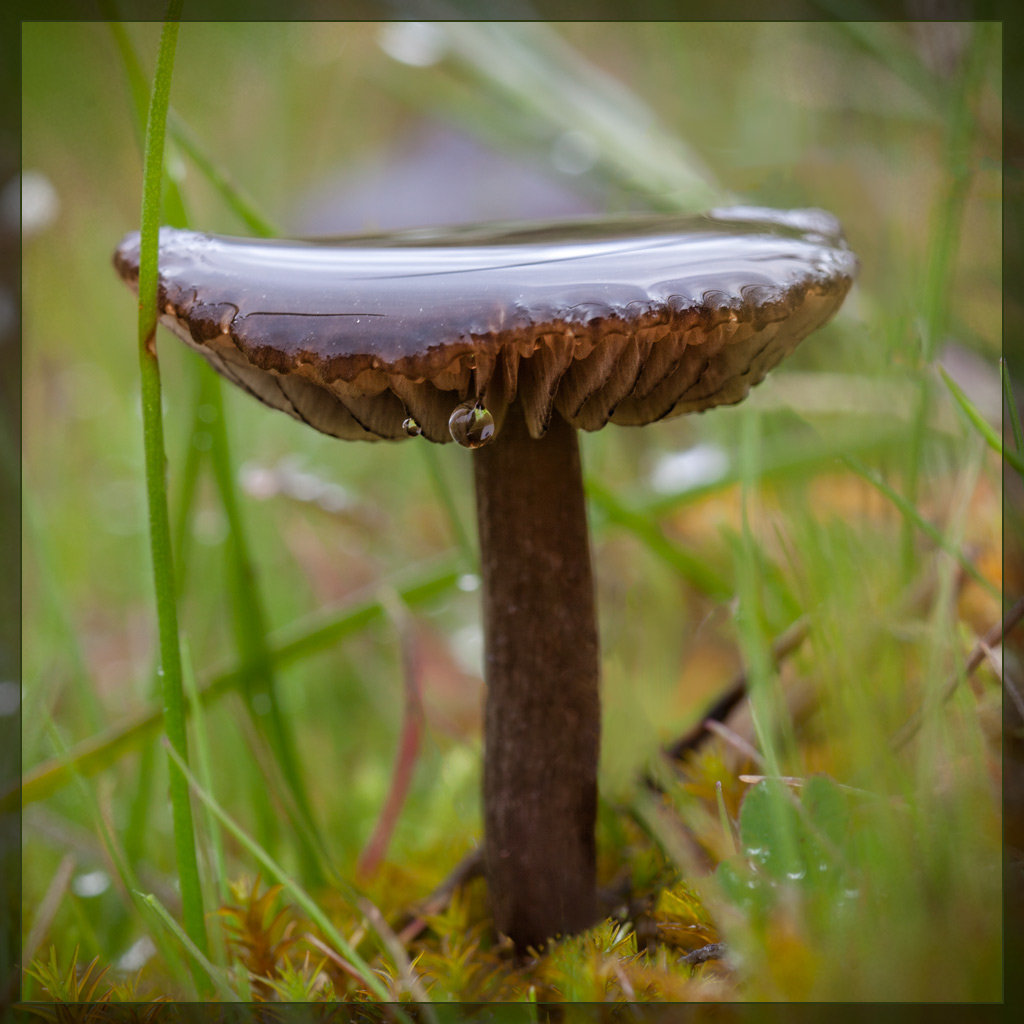 Moist Mushroom Complete with Droplet!