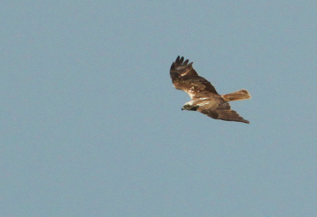 Marsh Harrier @ Elmley