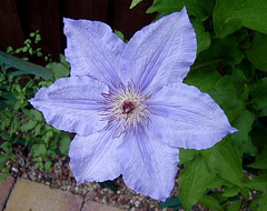 Lonely Clematis Flower
