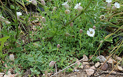 Silene uniflora - Maritima