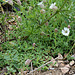 Silene uniflora - Maritima