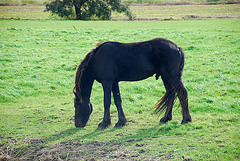 Friesland is famous for its horses