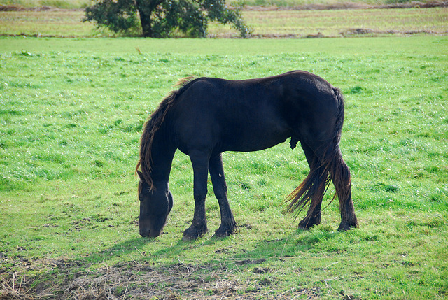 Friesland is famous for its horses