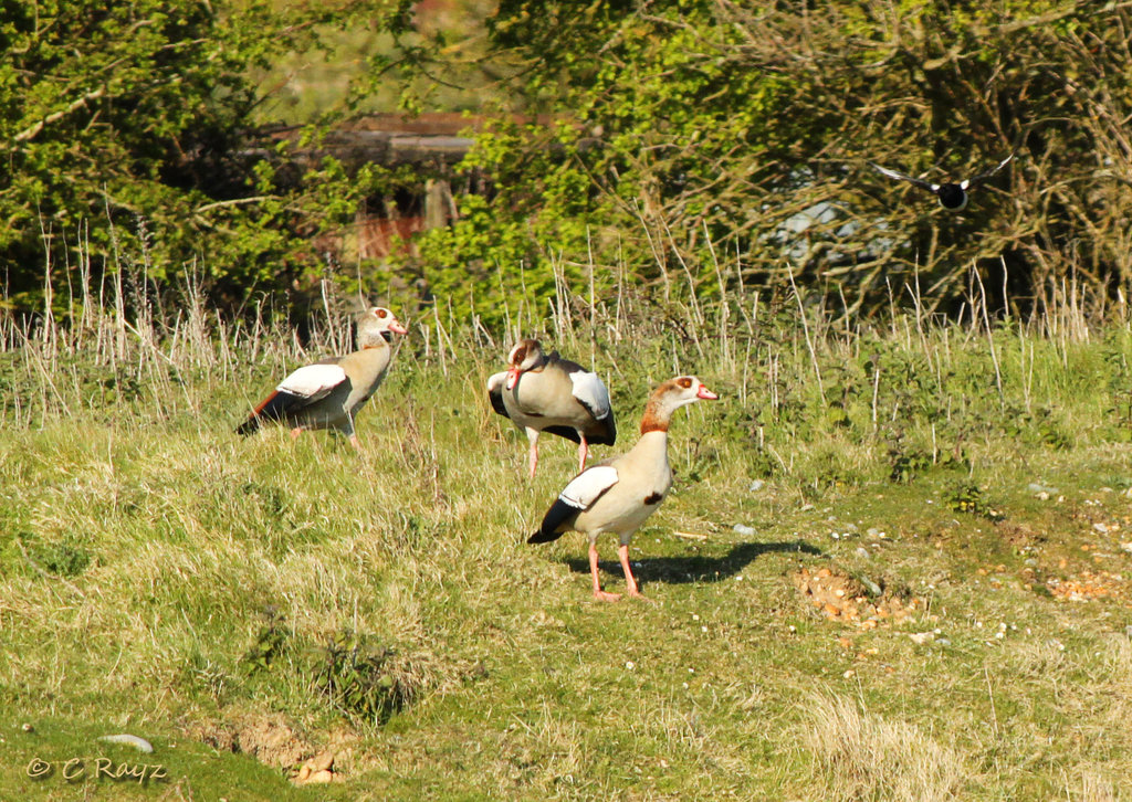 Egyptian Geese
