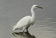 Little Egret @ Back Sand