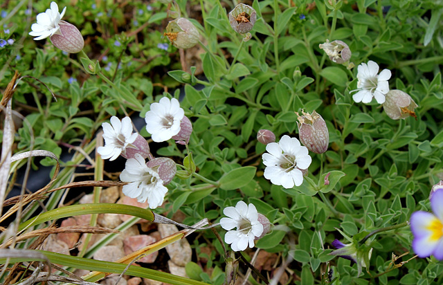 Silene uniflora - Maritima (2)