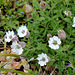 Silene uniflora - Maritima (2)