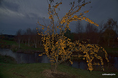 IMG 0899.CR2