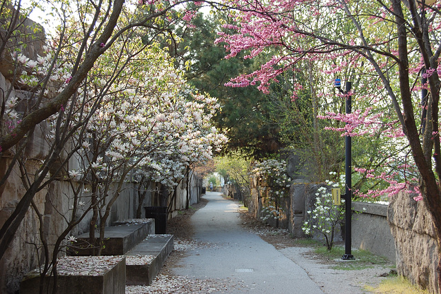 Blooming Trail