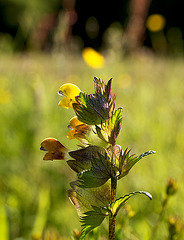 Yellow Rattle