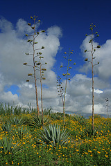 High Desert Blooms