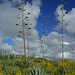 High Desert Blooms