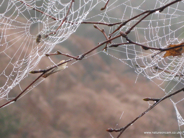 Cobwebs3