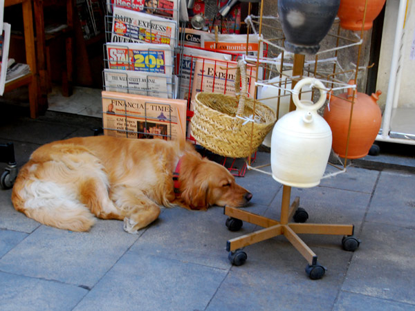 English papers sent the dog to sleep...