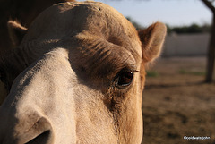 Watchful old Bull Camel