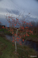 IMG 0903.CR2