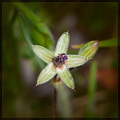 Stunning Striped Sepals! (6 more pix below!)