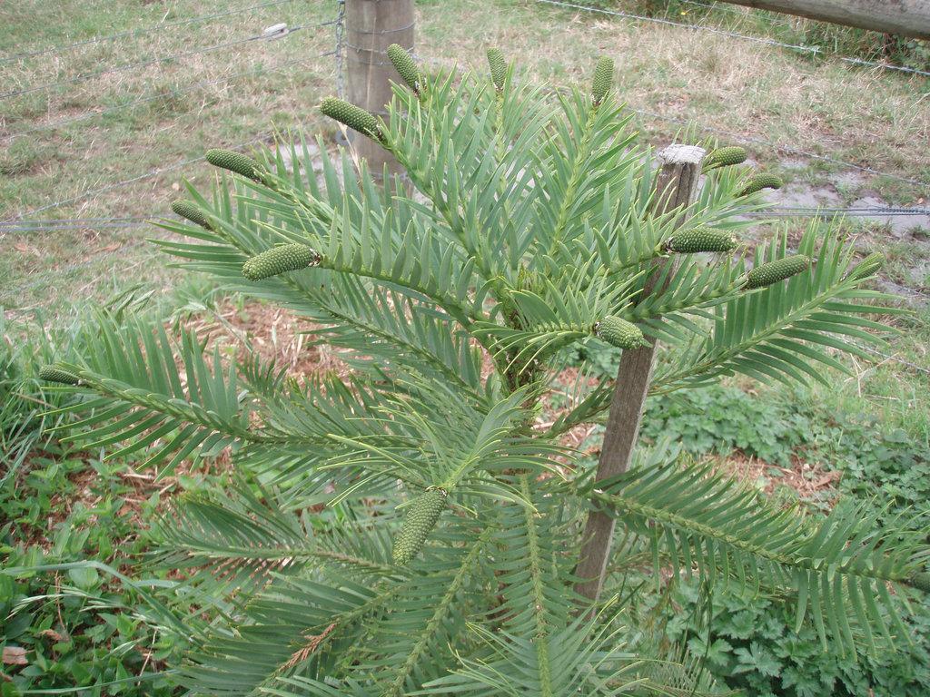 Wollemi pine cones