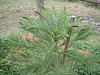 Wollemi pine cones