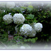 Viburnum opulus (4)