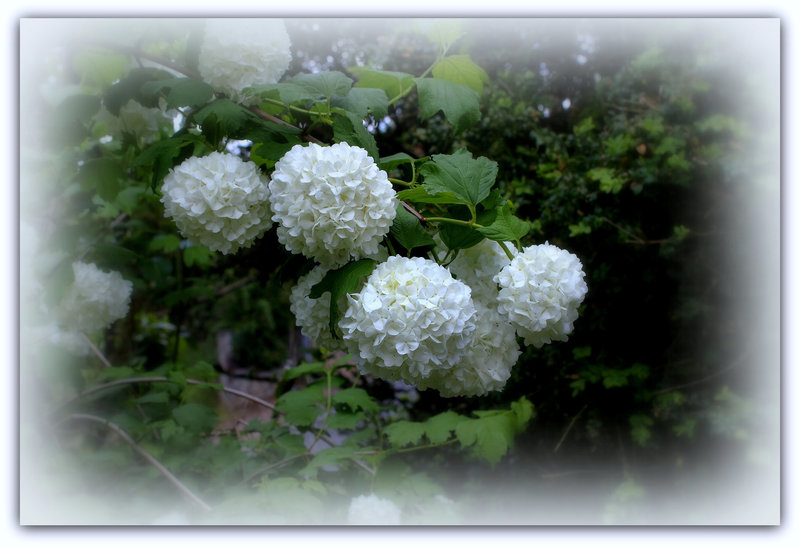 Viburnum opulus (4)