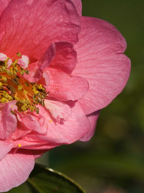 camellia pollen