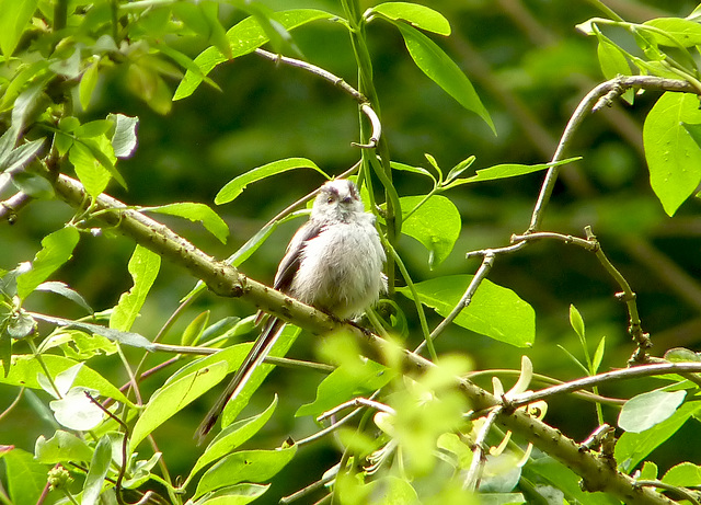 Juvenille Long-tailed TIt