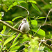 Juvenille Long-tailed TIt