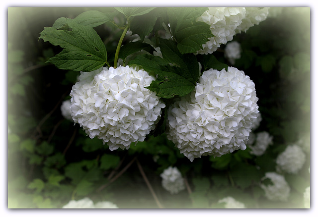 Viburnum opulus