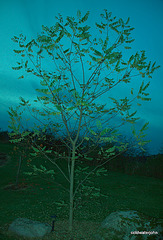 IMG 0904.CR2