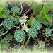 Sedum pachycladum - Rhodiola