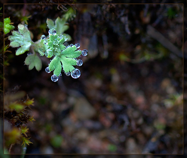 Tiny Water Pearls on the Tips of Green Fingers!