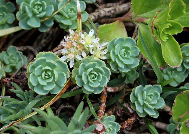 Rhodiola pachycladum